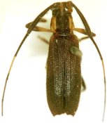 Colobotheini &bull; Piriana cincticornis &bull; syntype