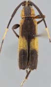 Colobotheini &bull; Piriana consimilis &bull; holotype ♂