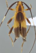 Colobotheini &bull; Piriana limai &bull; holotype ♂