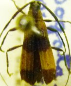 Colobotheini &bull; Confluentia migsominea &bull; holotype ♂