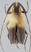 Colobotheini &bull; Piriana svachai &bull; holotype ♀