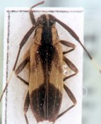 Colobotheini &bull; Piriana tricuspis &bull; syntype