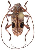 Colobotheini &bull; Priscilla dolosa &bull; holotype ♂
