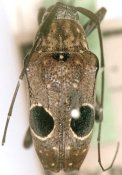 Colobotheini &bull; Priscilla hypsiomoides &bull; holotype ♀
