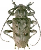 Aegomorphus nigricans, Acanthoderini, French Guiana