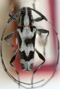 Colobotheini &bull; Sangaris albida &bull; holotype ♂
