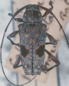 Colobotheini &bull; Sangaris biguttata &bull; holotype