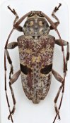 Colobotheini &bull; Sangaris brasiliensis &bull; holotype ♀