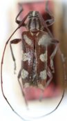 Colobotheini &bull; Sangaris condei &bull; holotype ♂