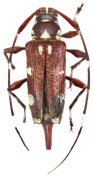 Colobotheini &bull; Sangaris flavomaculata &bull; holotype ♀