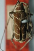 Colobotheini &bull; Sangaris geometrica &bull; lectotype ♂