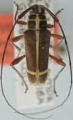 Colobotheini &bull; Sangaris giesberti &bull; holotype ♂