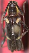 Colobotheini &bull; Sangaris inornata &bull; holotype ♀