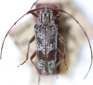 Colobotheini &bull; Sangaris invida &bull; holotype