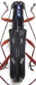 Saperdini • Saperdoglenea collardi • holotype ♂