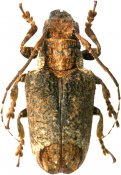 Trachysomus hydaspes, Onciderini, French Guiana