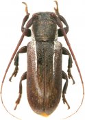 Trestonia bilineata, Onciderina, French Guiana