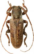 Trestonia exotica, Onciderina, French Guiana