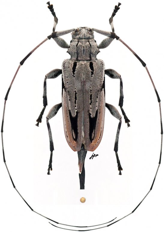 Acanthocinus nodosus