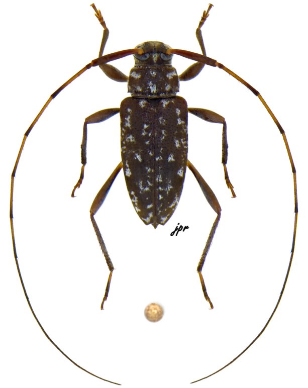 Anisopodus conspersus