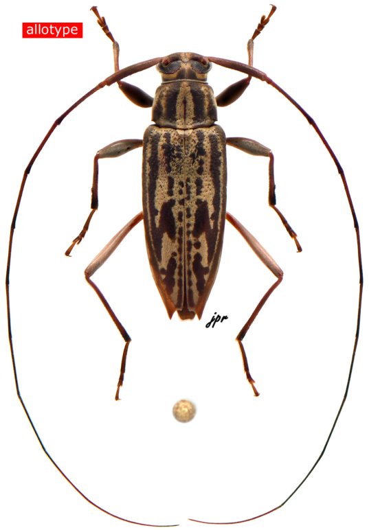 Anisopodus pseudostrigosus