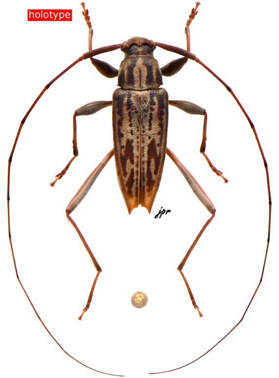 Anisopodus pseudostrigosus