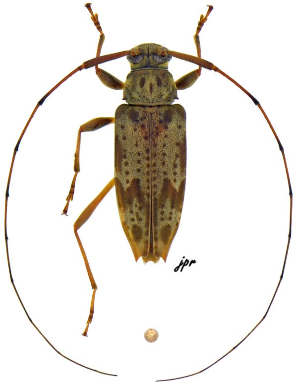 Anisopodus scriptipennis