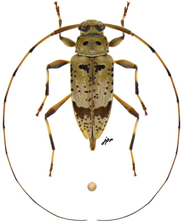 Anisopodus sparsus