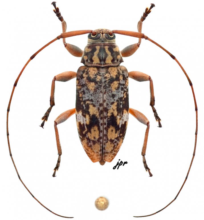 Atrypanius cinerascens