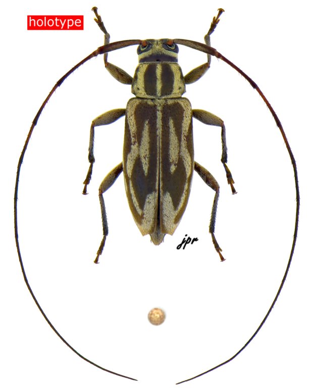 Atrypanius lanuzagarayi