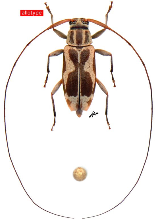 Atrypanius quadrifasciatus
