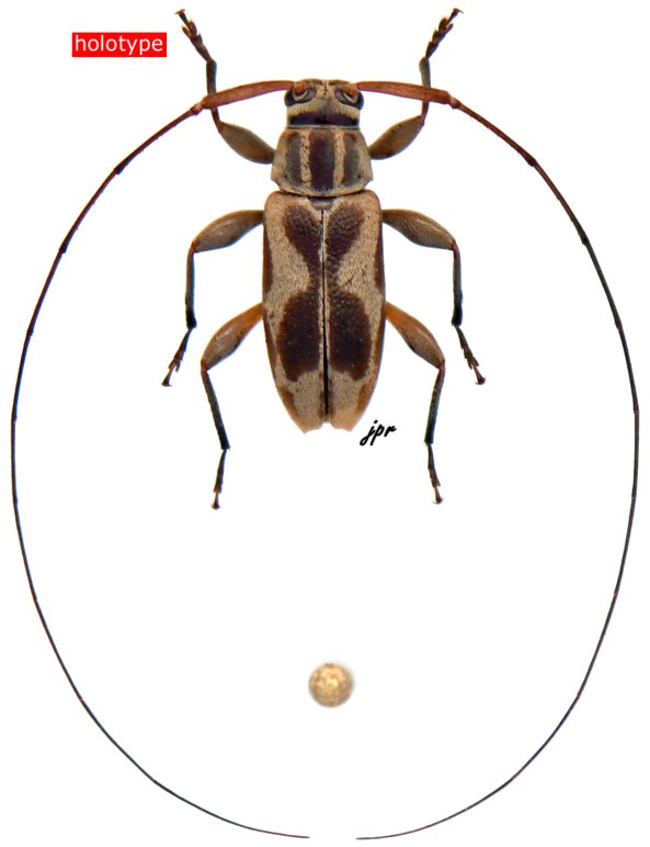 Atrypanius quadrifasciatus