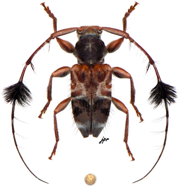 Cosmotoma adjunctum