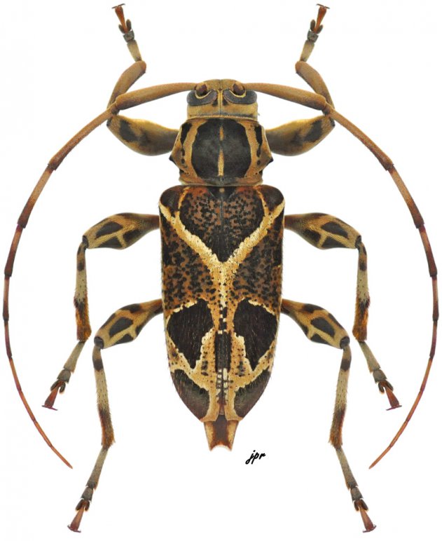 Graphisurus vexillaris