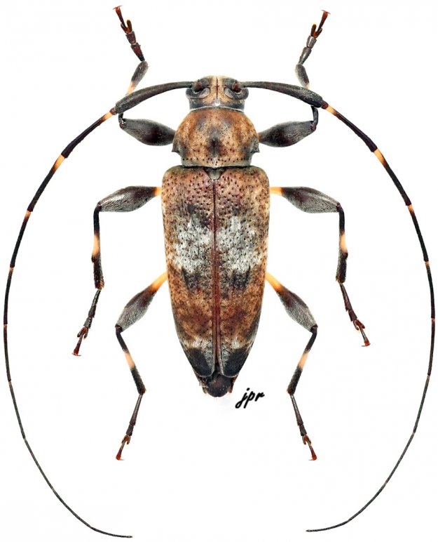 Jordanoleiopus africanus