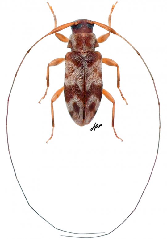 Jordanoleiopus (Polymitoleiopus)