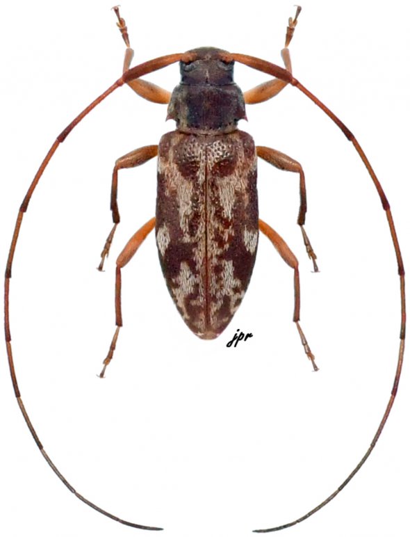 Jordanoleiopus (Polymitoleiopus)