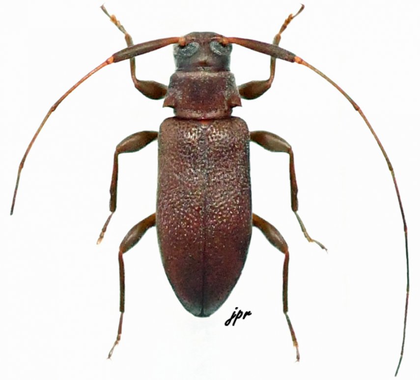 Jordanoleiopus unicolor