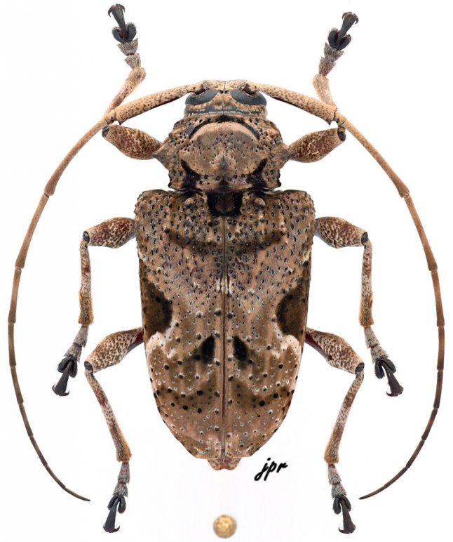 Lagocheirus araneiformis fulvescens