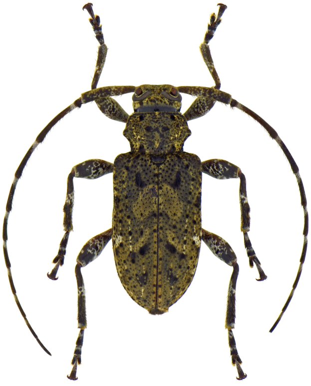 Leptocometes barbiscapus