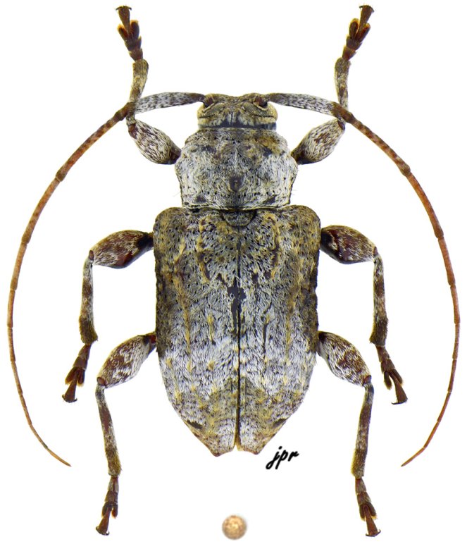 Leptostylus decipiens