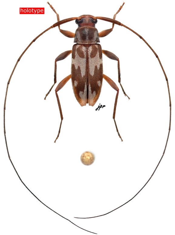 Lepturgantes pseudodorsalis