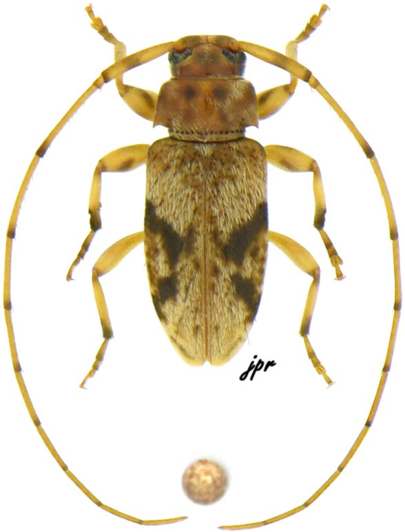 Lepturgotrichona stigmatica