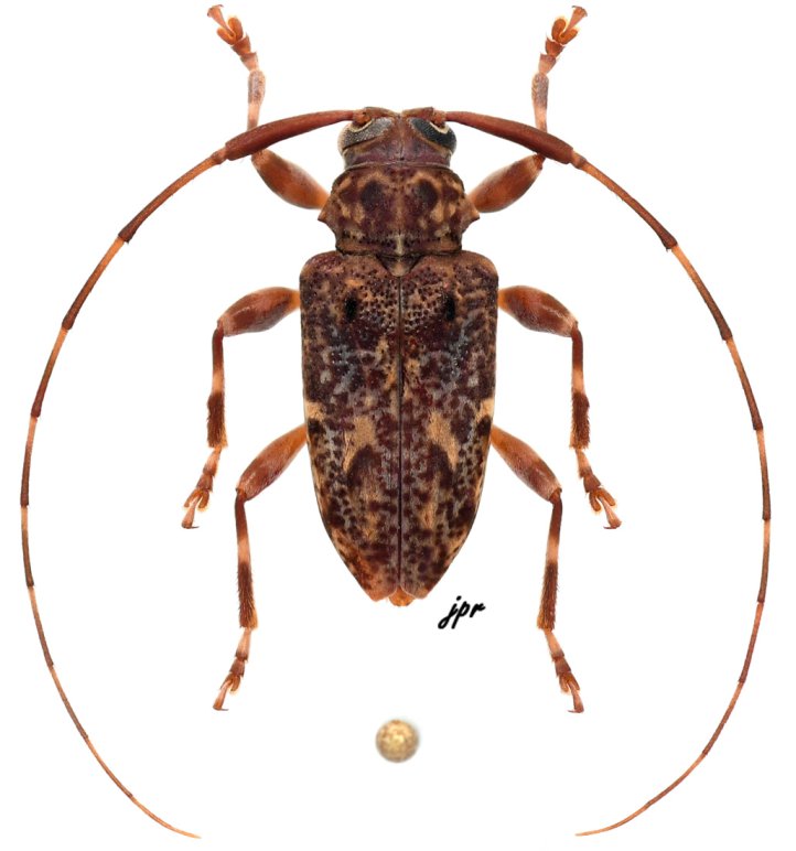 Lophopoeum carinatulum