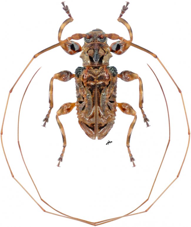 Macronemus asperulus