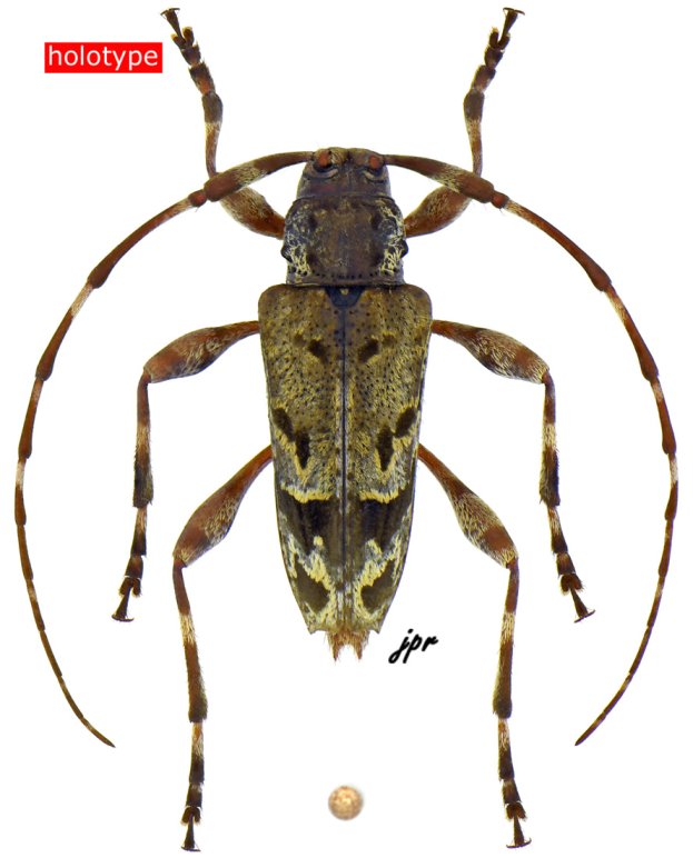 Neoeutrypanus baruensis