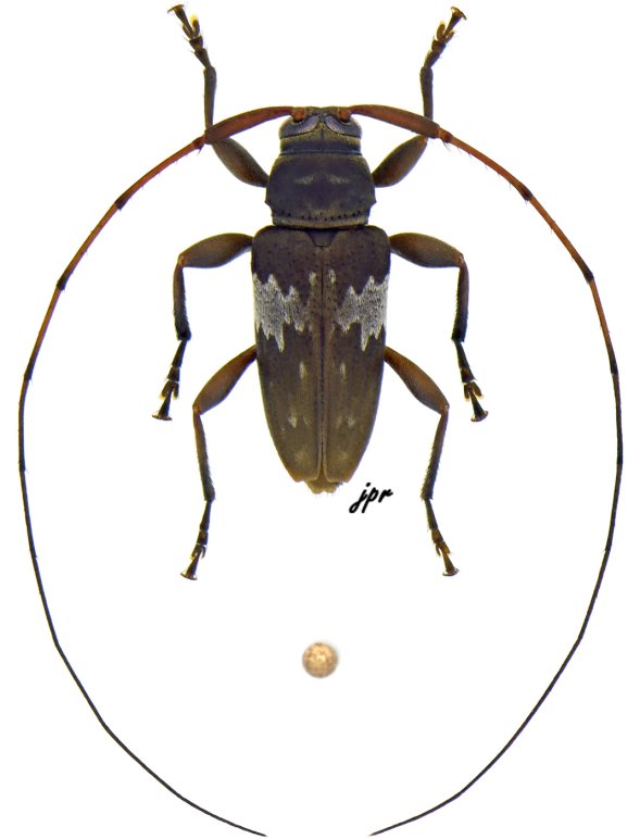 Nyssodrysternum borneanum