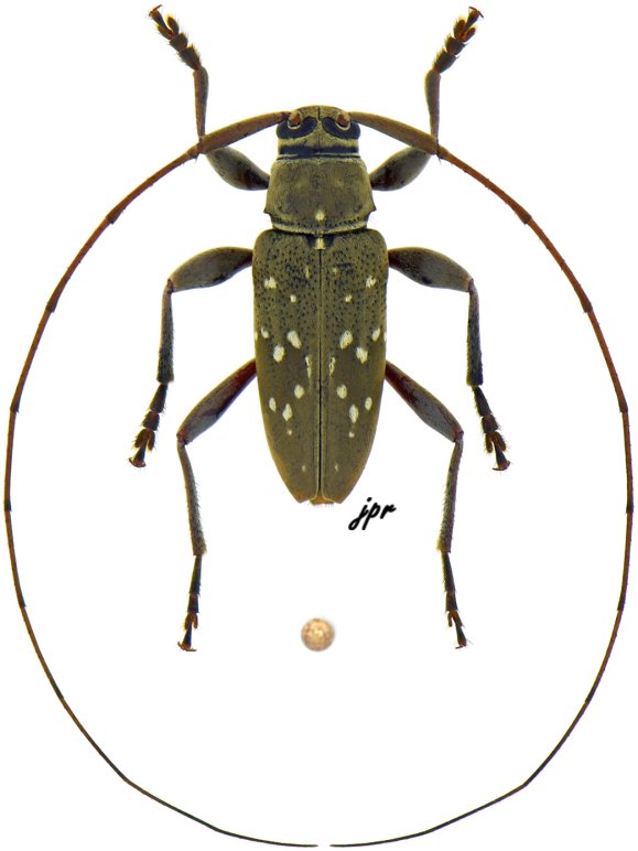 Nyssodrysternum conspicuum