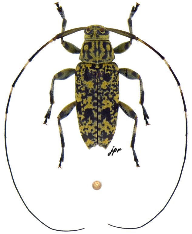 Nyssodrysternum flavoguttatum