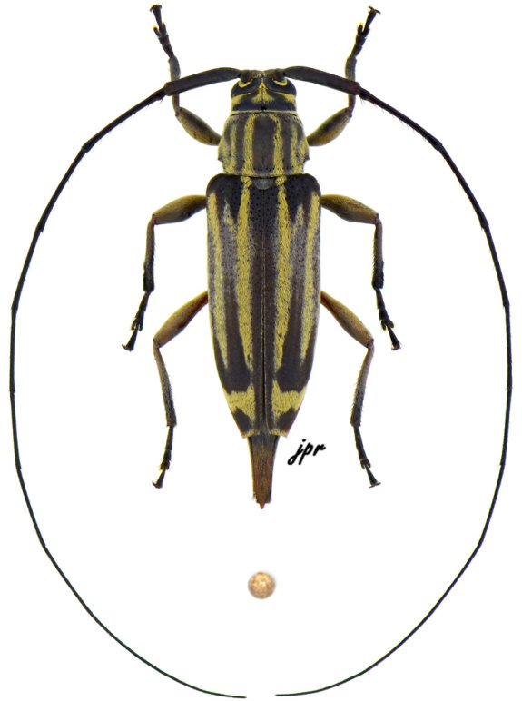 Nyssodrysternum flavolineatum